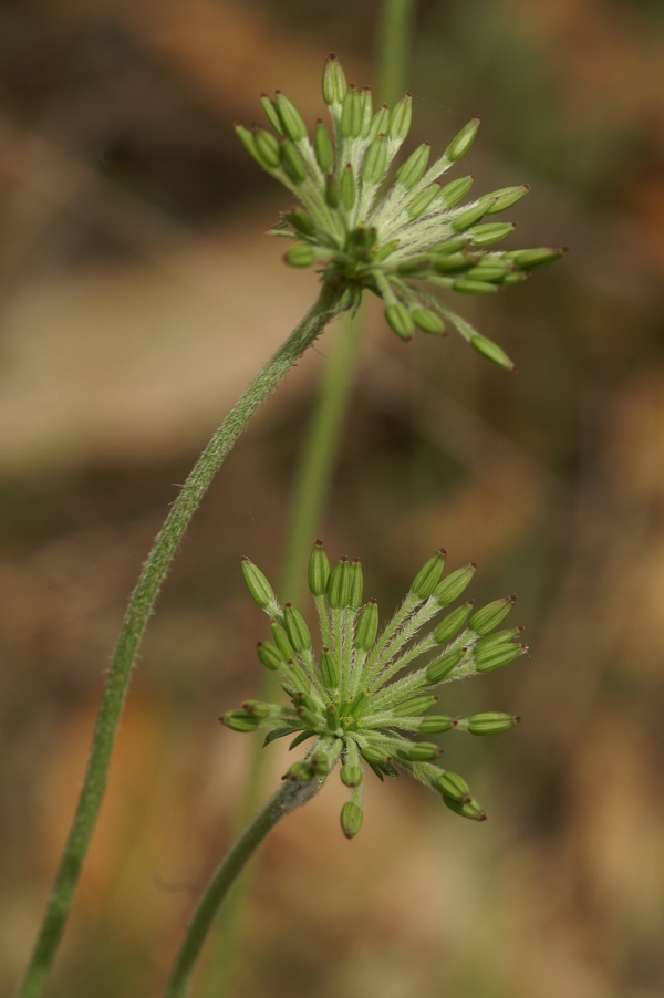 Oreomyrrhis eriopoda